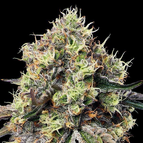 Roswell Code (Anesia Seeds) feminisiert