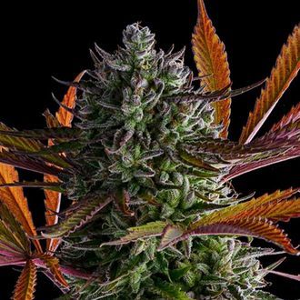 Strawberry Pop Rocks (Anesia Seeds) Feminized