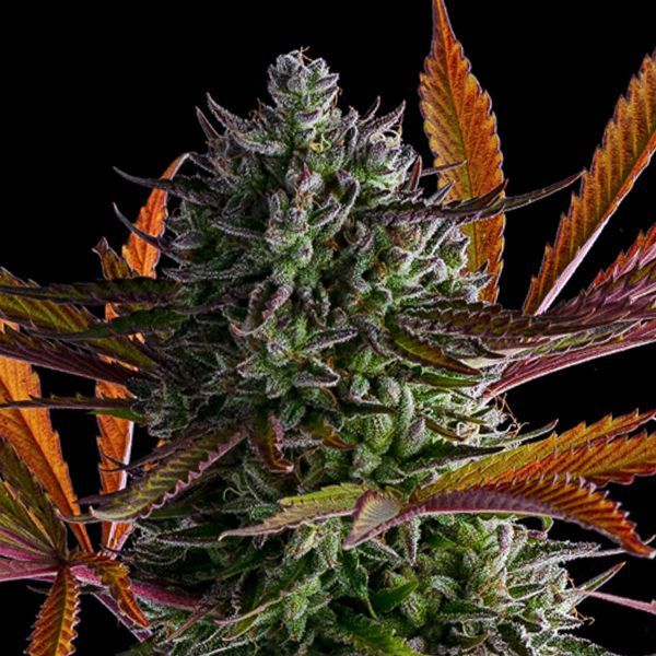 Strawberry Pop Rocks (Anesia Seeds) Feminized