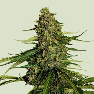 Gaia F1 Auto (Royal Queen Seeds) feminisiert Gaia F1 Auto (Royal Queen Seeds) feminisiert