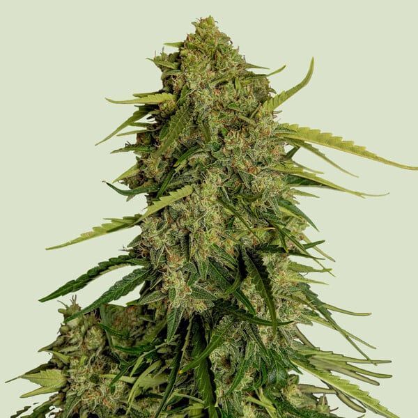 Easybud Auto (Royal Queen Seeds)