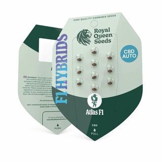 Atlas F1 Auto (Royal Queen Seeds) feminisiert