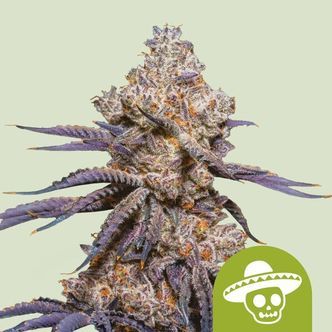 Mexican Rush Auto (Royal Queen Seeds) feminisiert