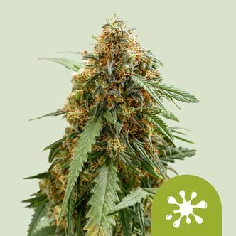 Sticky Queen Auto (Royal Queen Seeds) feminisiert