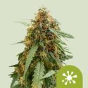 Sticky Queen Auto (Royal Queen Seeds) feminisiert