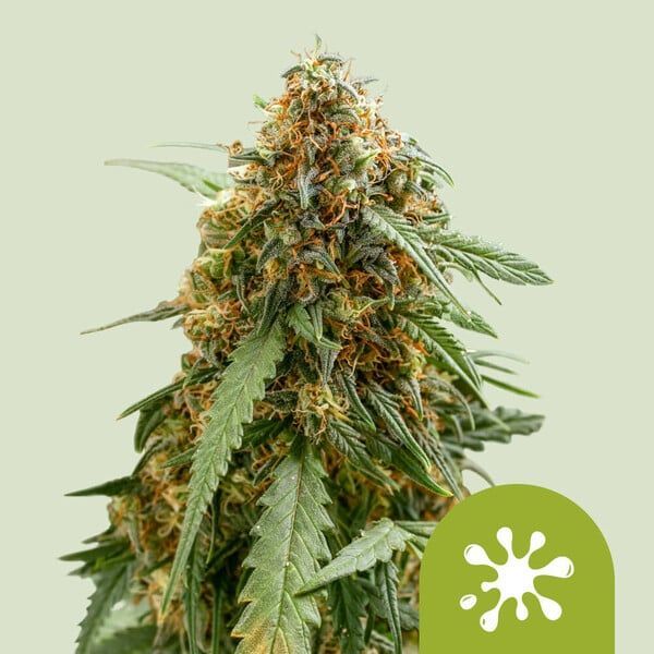 Sticky Queen Auto (Royal Queen Seeds) feminisiert