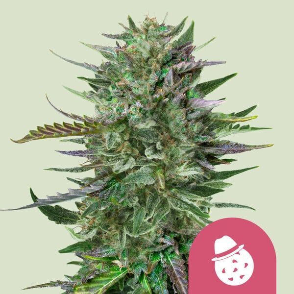 Do-Si-Dos Feminisiert (Royal Queen Seeds)
