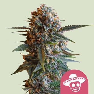 Mexican Rush (Royal Queen Seeds) feminisiert