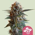 Mexican Rush (Royal Queen Seeds) feminisiert