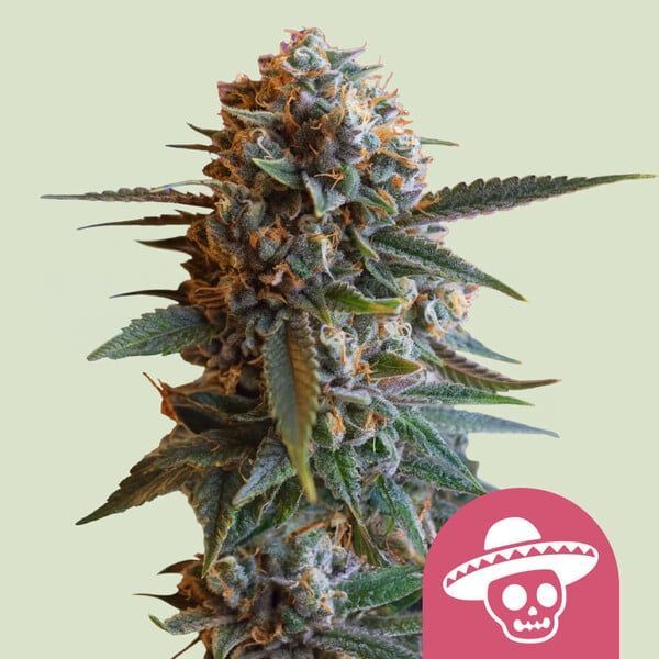 Mexican Rush (Royal Queen Seeds) feminisiert