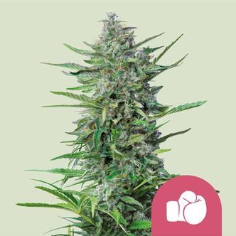 Purple Punch (Royal Queen Seeds) feminisiert
