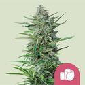 Purple Punch (Royal Queen Seeds) feminisiert