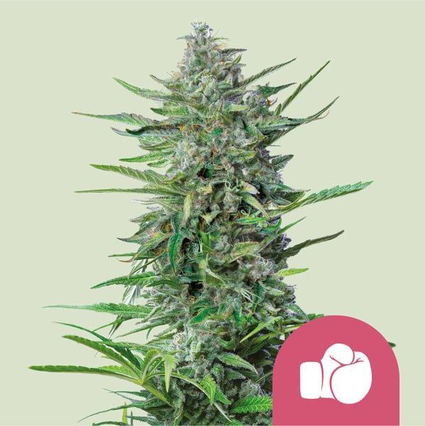 Nicole Punch Feminisiert (Royal Queen Seeds)