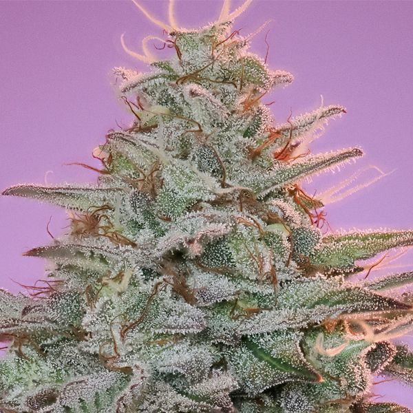 Sinai (Anesia Seeds) feminisiert