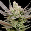 Glowberry Rush Auto (Anesia Seeds) feminisiert