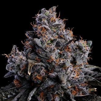 Grape Pop Rocks Auto (Anesia Seeds) feminisiert