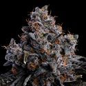 Grape Pop Rocks Auto (Anesia Seeds) feminisiert