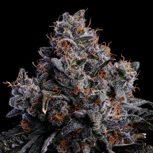 Grape Pop Rocks Auto (Anesia Seeds) feminisiert