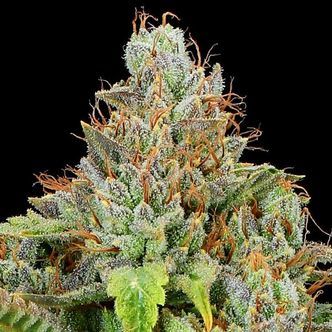 Sticky Boof Auto (Anesia Seeds) feminisiert
