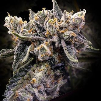Bruised Banana (DNA Genetics) feminisiert