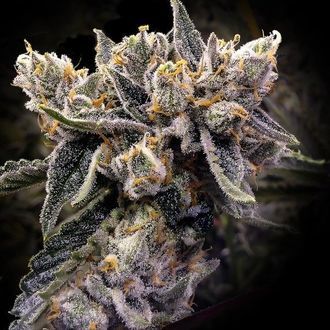 Bruised Banana (DNA Genetics) feminisiert Bruised Banana (DNA Genetics) feminisiert