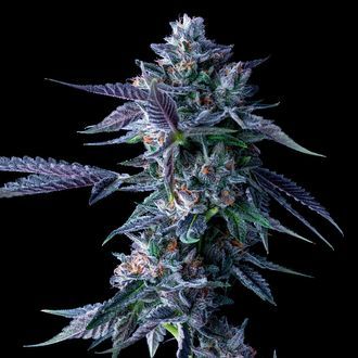 Chocolope (DNA Genetics) feminisiert