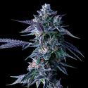 Chocolope (DNA Genetics) feminisiert