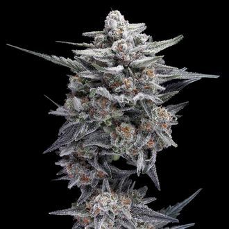 HG23 AKA Michael Jordan (DNA Genetics) feminisiert HG23 AKA Michael Jordan (DNA Genetics) feminisiert