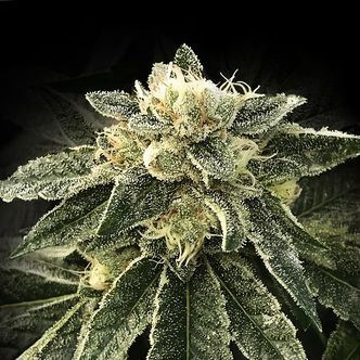 White Chocolope (DNA Genetics) feminisiert