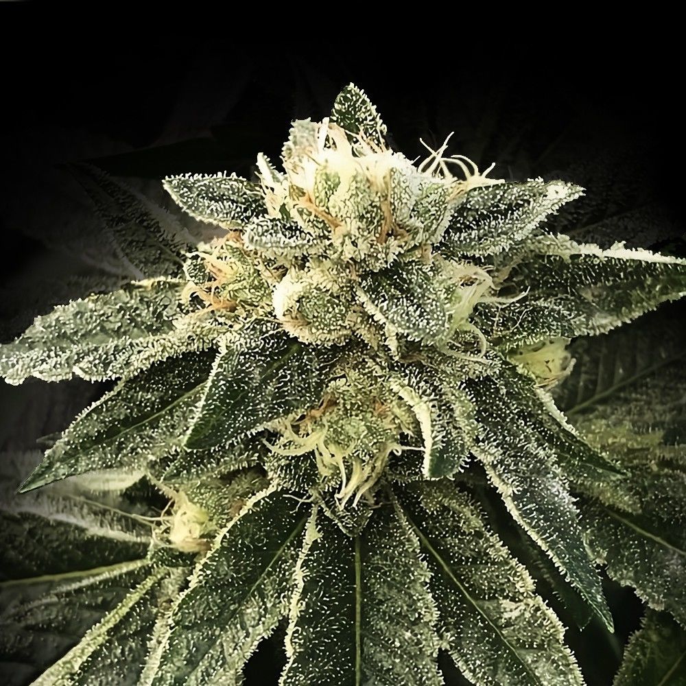 White Chocolope (DNA Genetics) feminisiert