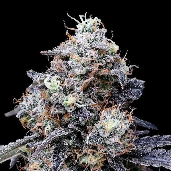 MACmelon Auto (DNA Genetics) feminisiert