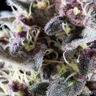 Pink Gelato (Kannabia) feminisiert