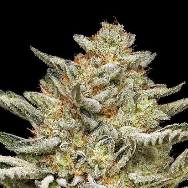 OG Triploid Auto (Humboldt Seed Company) feminisiert
