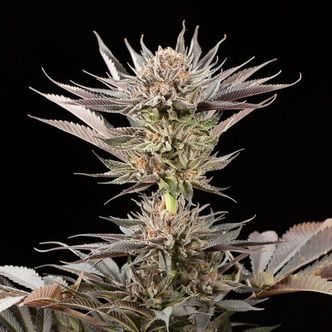 Lemon Tree 2.0 (Silent Seeds x Lemon Tree) feminisiert