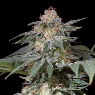 Lemon Tree Fast (Lemon Tree x Silent Seeds) feminisiert