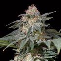 Lemon Tree Fast (Lemon Tree x Silent Seeds) feminisiert