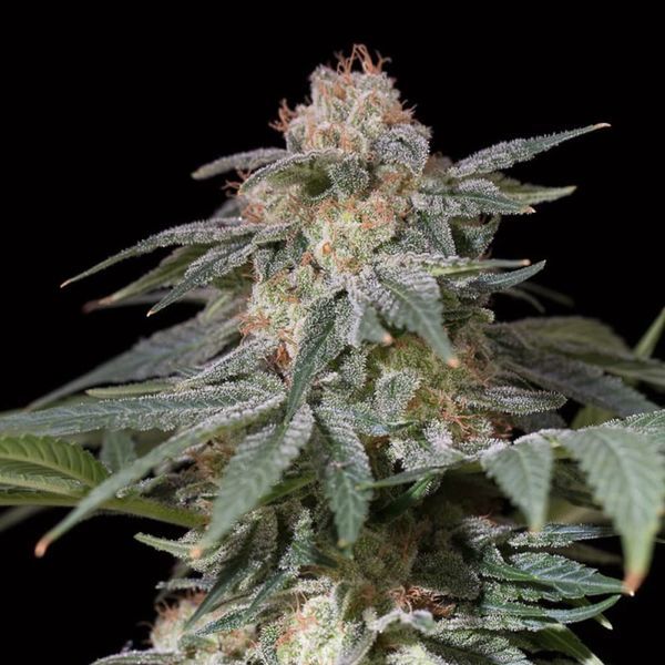 Lemon Tree Fast (Lemon Tree x Silent Seeds) feminisiert