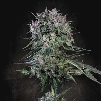 Doppler (Paradise Seeds) feminisiert