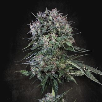 Doppler (Paradise Seeds) feminisiert Doppler (Paradise Seeds) feminisiert