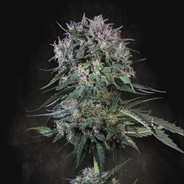 Doppler (Paradise Seeds) feminisiert