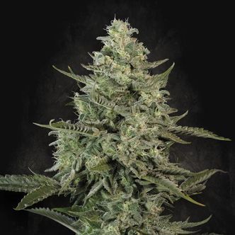Mendo Crème (Paradise Seeds) feminisiert