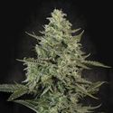 Mendo Crème (Paradise Seeds) feminisiert