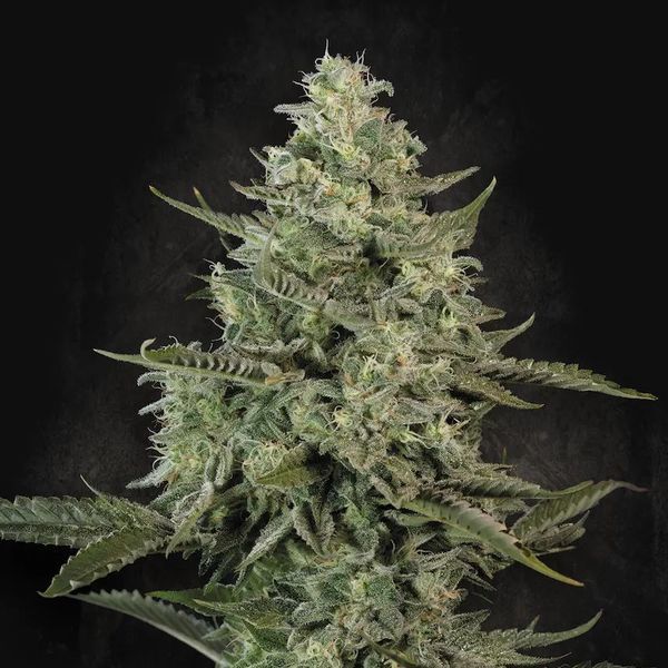 Mendo Crème (Paradise Seeds) feminisiert