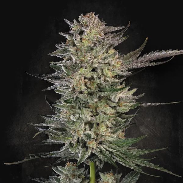 Candy Breath (Paradise Seeds) feminisiert
