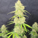 Z-Up Auto (FastBuds) feminisiert
