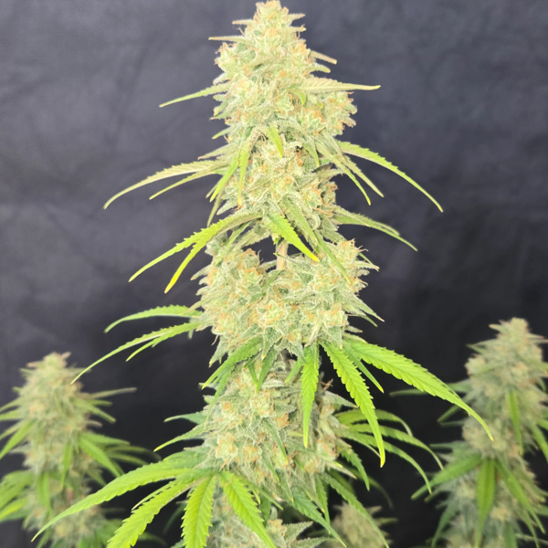 Z-Up Auto (FastBuds) feminisiert