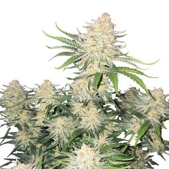 Frostbanger Auto (FastBuds) feminisiert