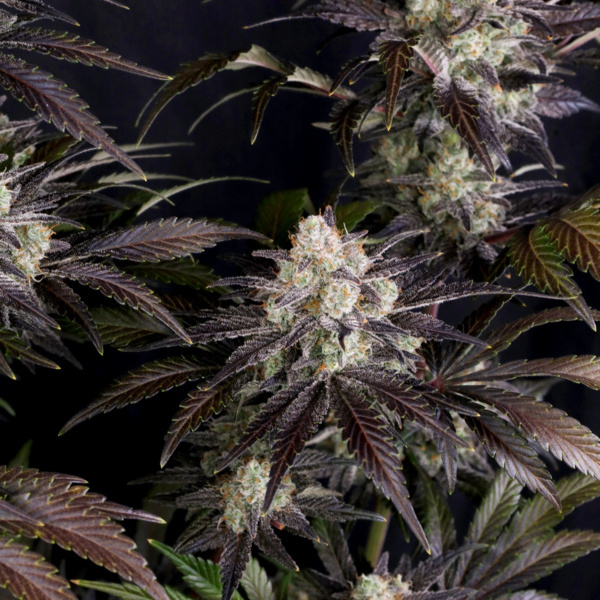 Frostbanger Auto (FastBuds) feminisiert