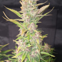 Purple Haze Auto (FastBuds) feminisiert