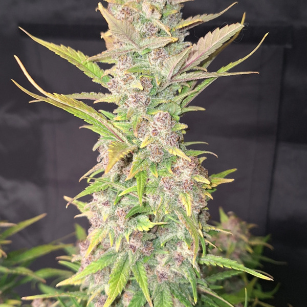 Purple Haze Auto (FastBuds) feminisiert